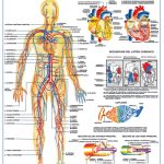 POSTER SISTEMA CIRCULATORIO