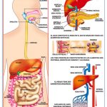 POSTER APARATO DIGESTIVO