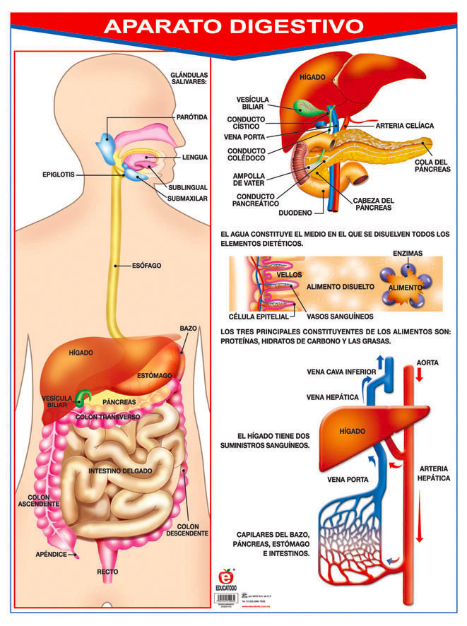 POSTER APARATO DIGESTIVO