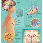 POSTER APARATO REPRODUCTOR  FEMENINO