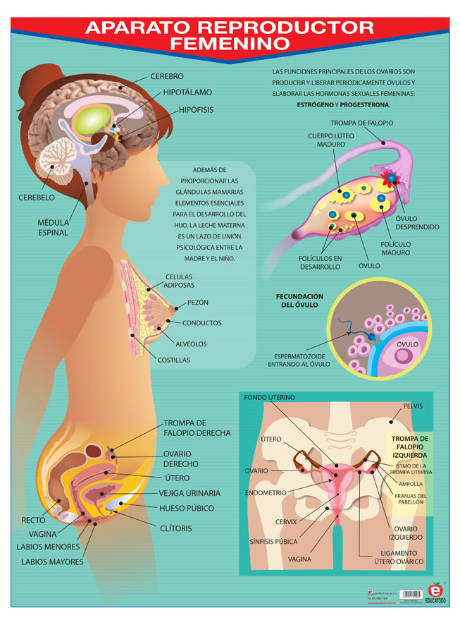 POSTER APARATO REPRODUCTOR  FEMENINO