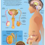 POSTER APARATO REPRODUCTOR MASCULINO