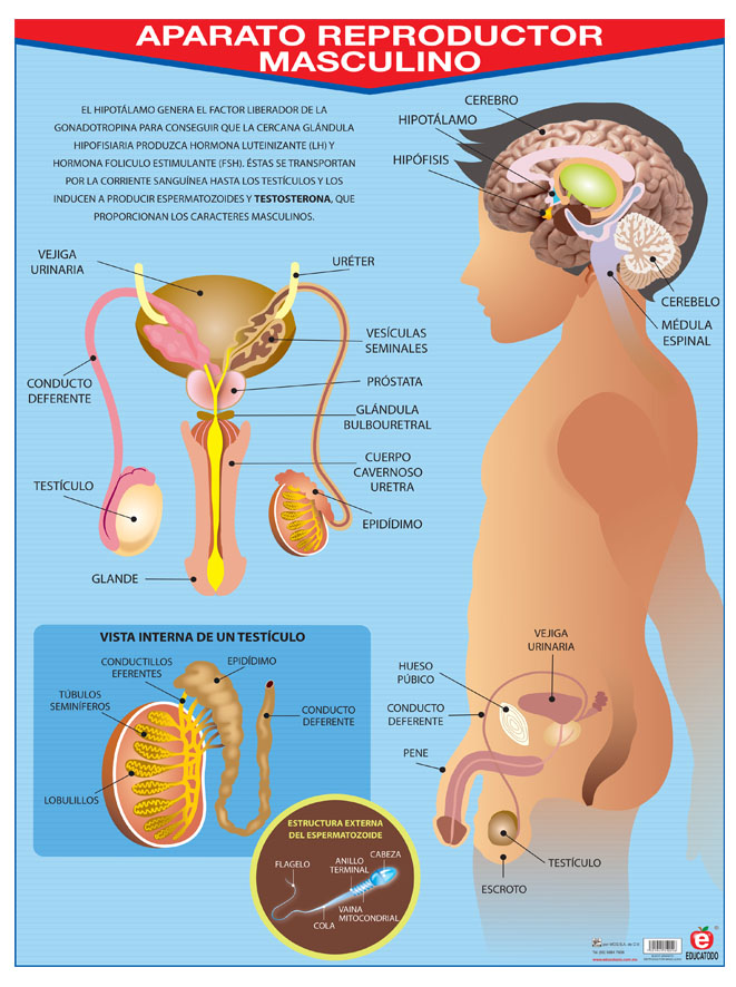 POSTER APARATO REPRODUCTOR MASCULINO