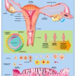 POSTER CICLO MENSTRUAL