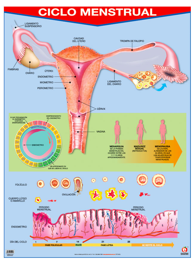 POSTER CICLO MENSTRUAL