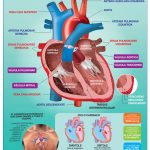 POSTER EL CORAZON