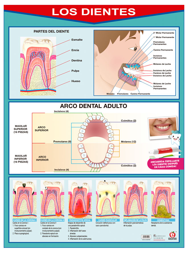 POSTER LOS DIENTES