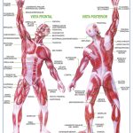 POSTER SISTEMA MUSCULAR
