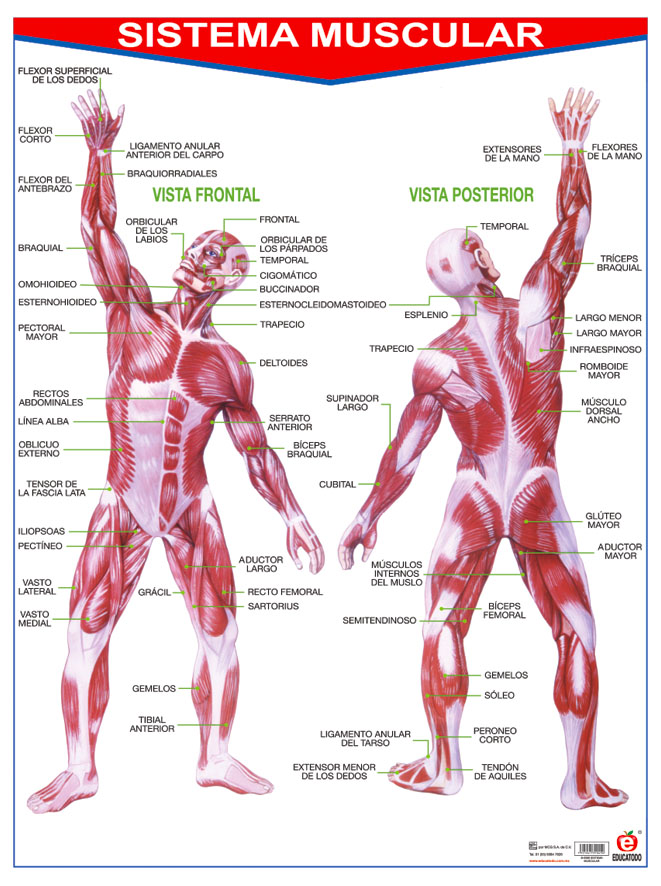 POSTER SISTEMA MUSCULAR