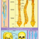 POSTER CRANEO Y COLUMNA VERTEBRAL