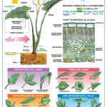 POSTER LA HOJA / LA FOTOSINTESIS