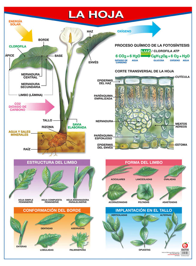 POSTER LA HOJA / LA FOTOSINTESIS