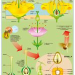 POSTER FLOR Y FRUTO / FRUTAS
