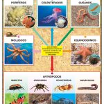 POSTER REINO ANIMALIA INVERTEBRADOS / VERTEBRADOS