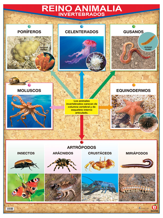 POSTER REINO ANIMALIA INVERTEBRADOS / VERTEBRADOS