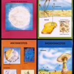 POSTER REINO FUNGI / PROTISTA