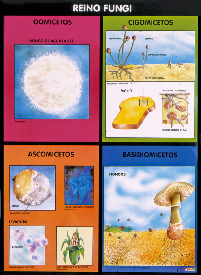 POSTER REINO FUNGI / PROTISTA