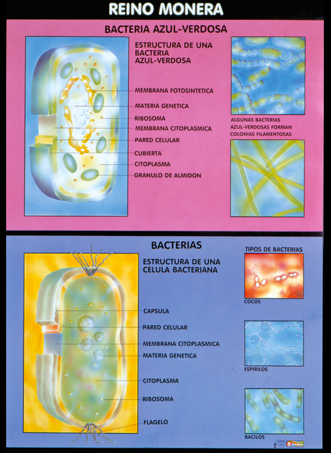 POSTER REINO MONERA