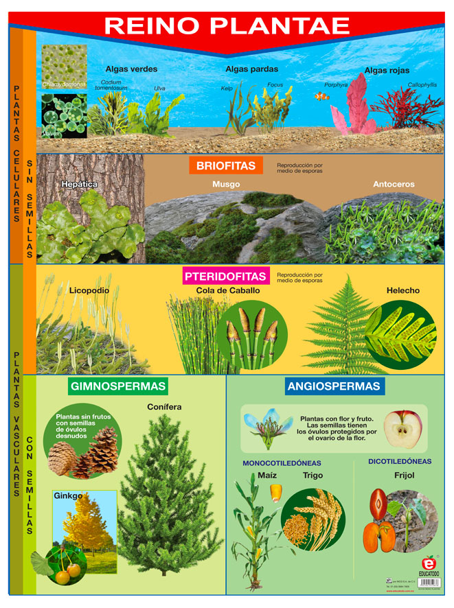 POSTER REINO PLANTAE
