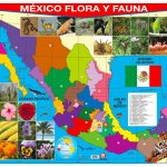 POSTER MEXICO FLORA Y FAUNA