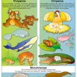POSTER NACIMIENTO DE LOS ANIMALES