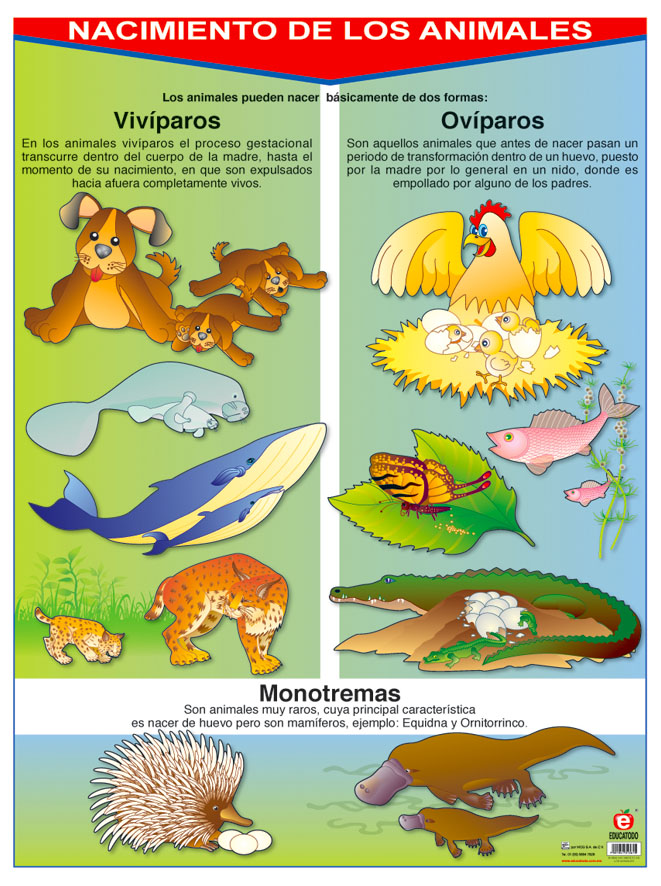 POSTER NACIMIENTO DE LOS ANIMALES