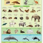 POSTER LOS MAMIFEROS