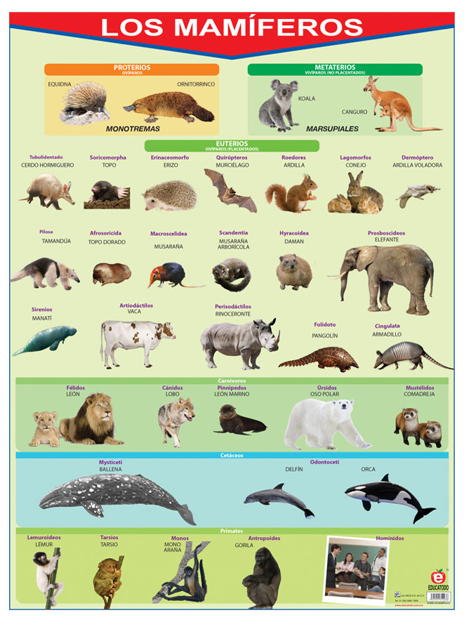 POSTER LOS MAMIFEROS