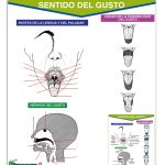 PLUMOAGUA SENTIDO DEL GUSTO