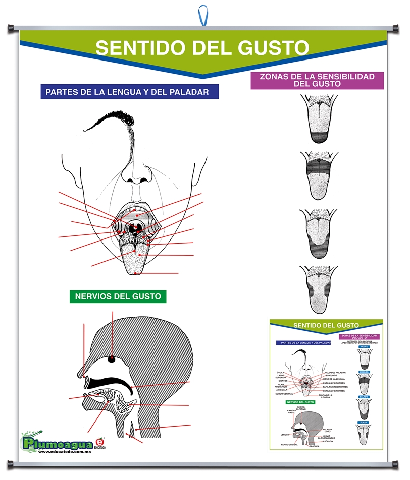 PLUMOAGUA SENTIDO DEL GUSTO