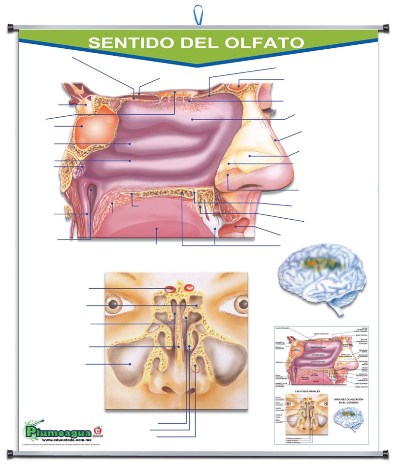 PLUMOAGUA SENTIDO DEL OLFATO