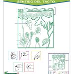 PLUMOAGUA SENTIDO DEL TACTO