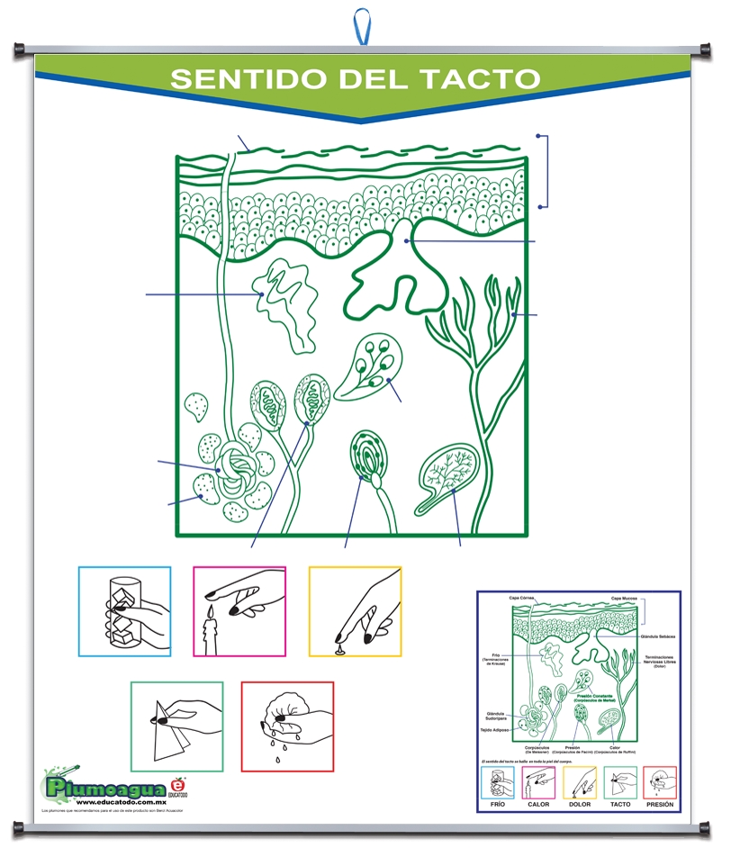 PLUMOAGUA SENTIDO DEL TACTO