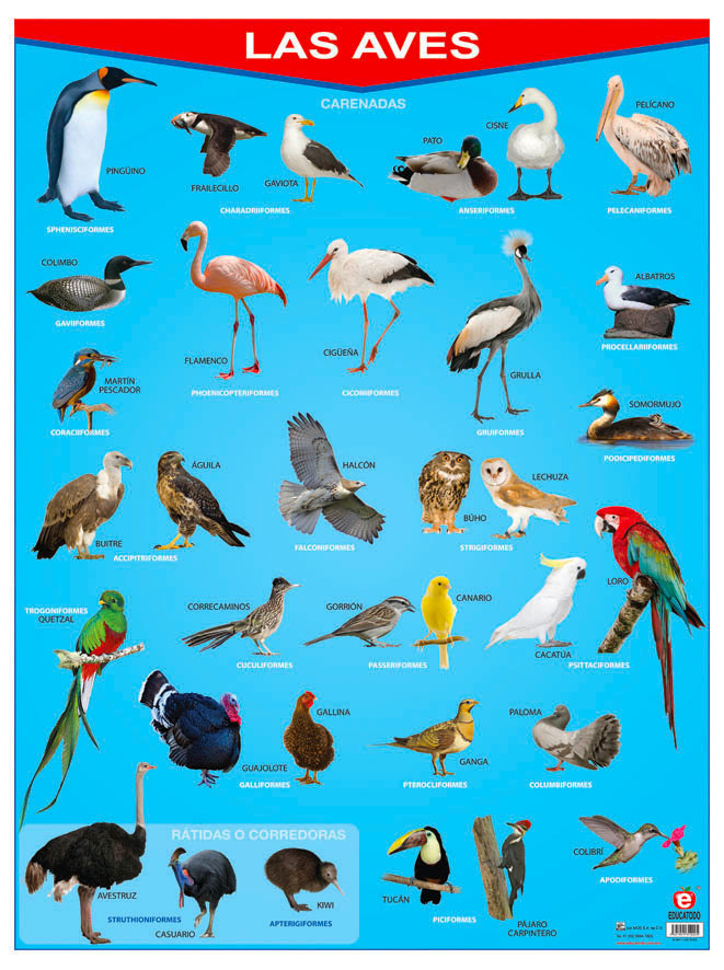 POSTER LAS AVES C/B