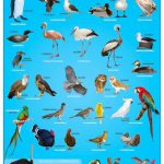 POSTER LAS AVES C/B