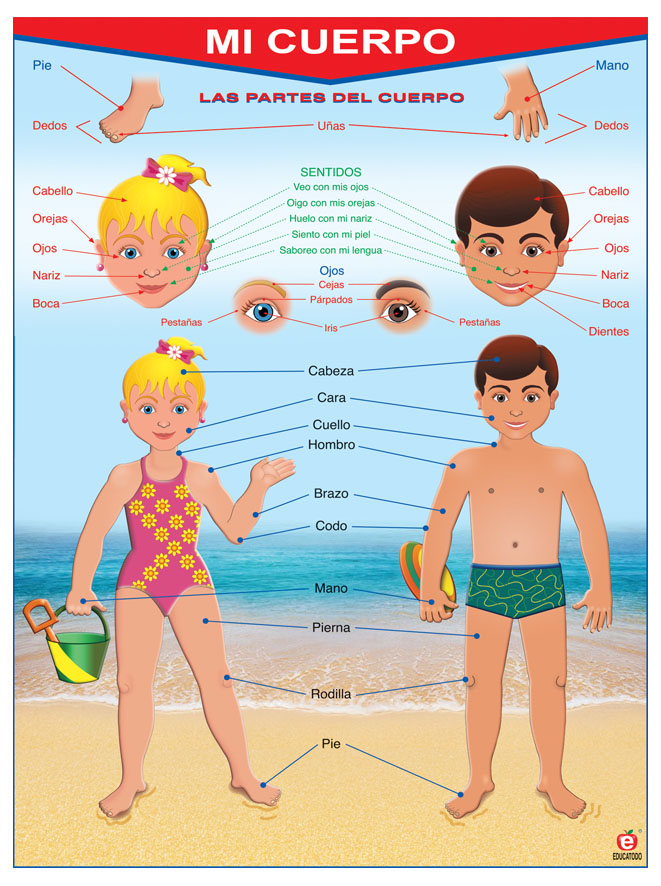 POSTER MI CUERPO / MY BODY C/B