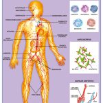 POSTER SISTEMA LINFATICO C/B