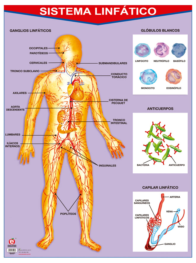 POSTER SISTEMA LINFATICO C/B