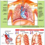 POSTER SISTEMA RESPIRATORIO C/B