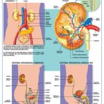 POSTER SISTEMA URINARIO C/B