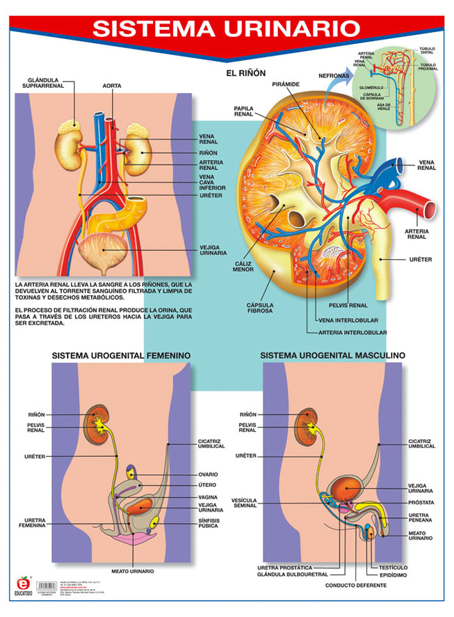 POSTER SISTEMA URINARIO C/B