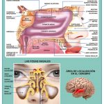 POSTER EL OLFATO C/B