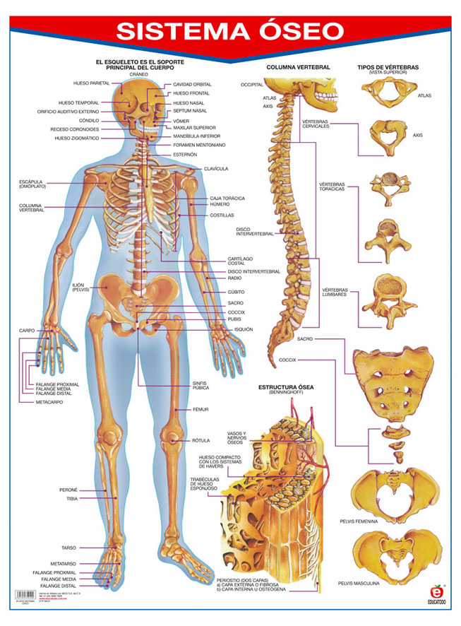 POSTER SISTEMA OSEO C/B