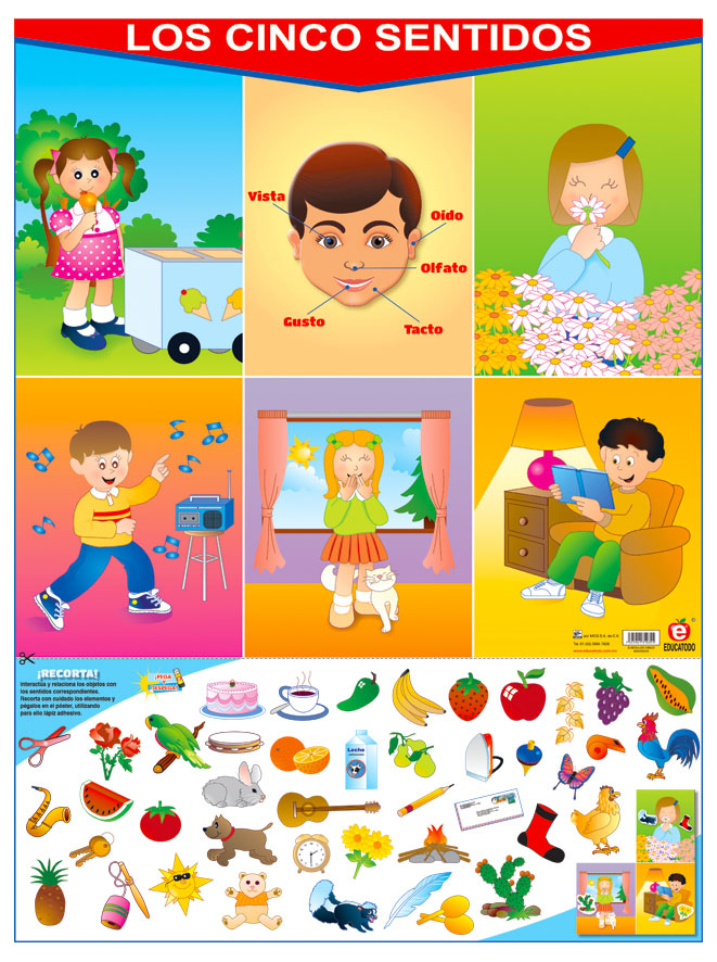 POSTER LOS CINCO SENTIDOS C/B
