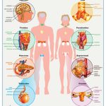 POSTER SISTEMA ENDOCRINO C/B
