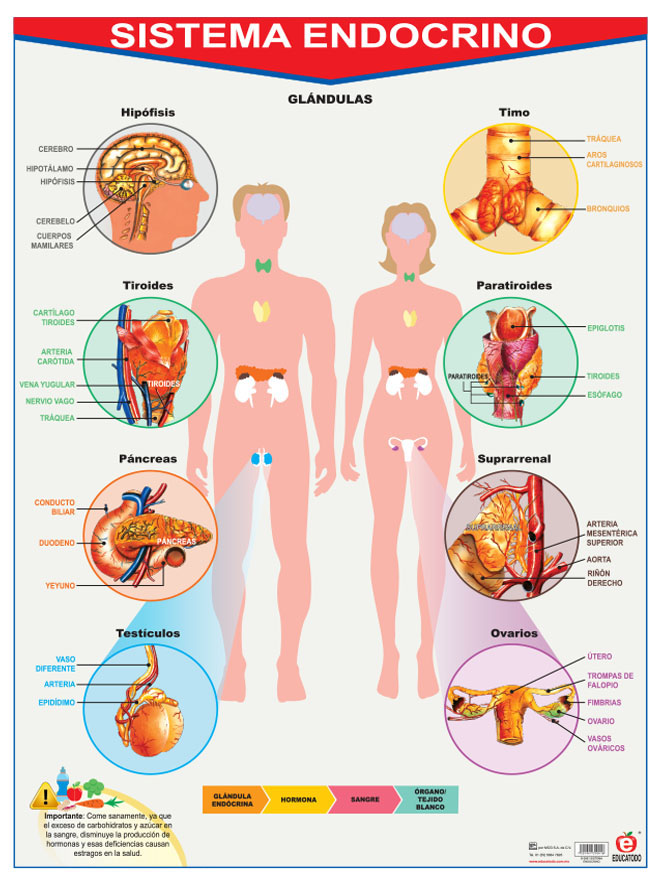 POSTER SISTEMA ENDOCRINO C/B