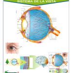 PLUMOAGUA SENTIDO DE LA VISTA