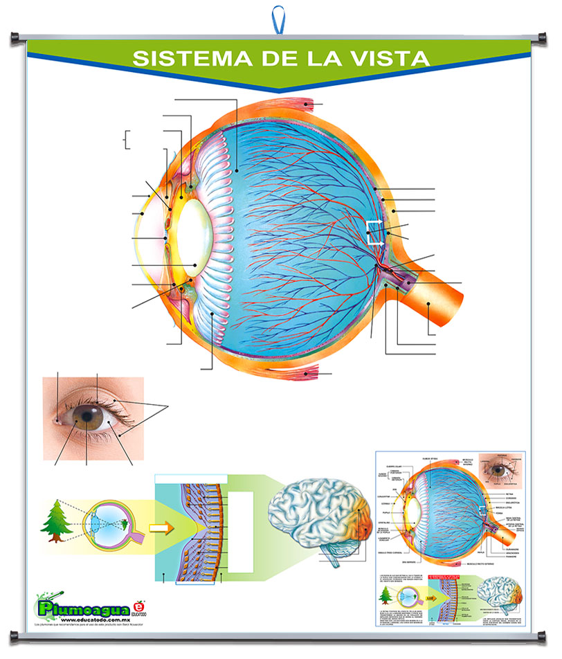 PLUMOAGUA SENTIDO DE LA VISTA